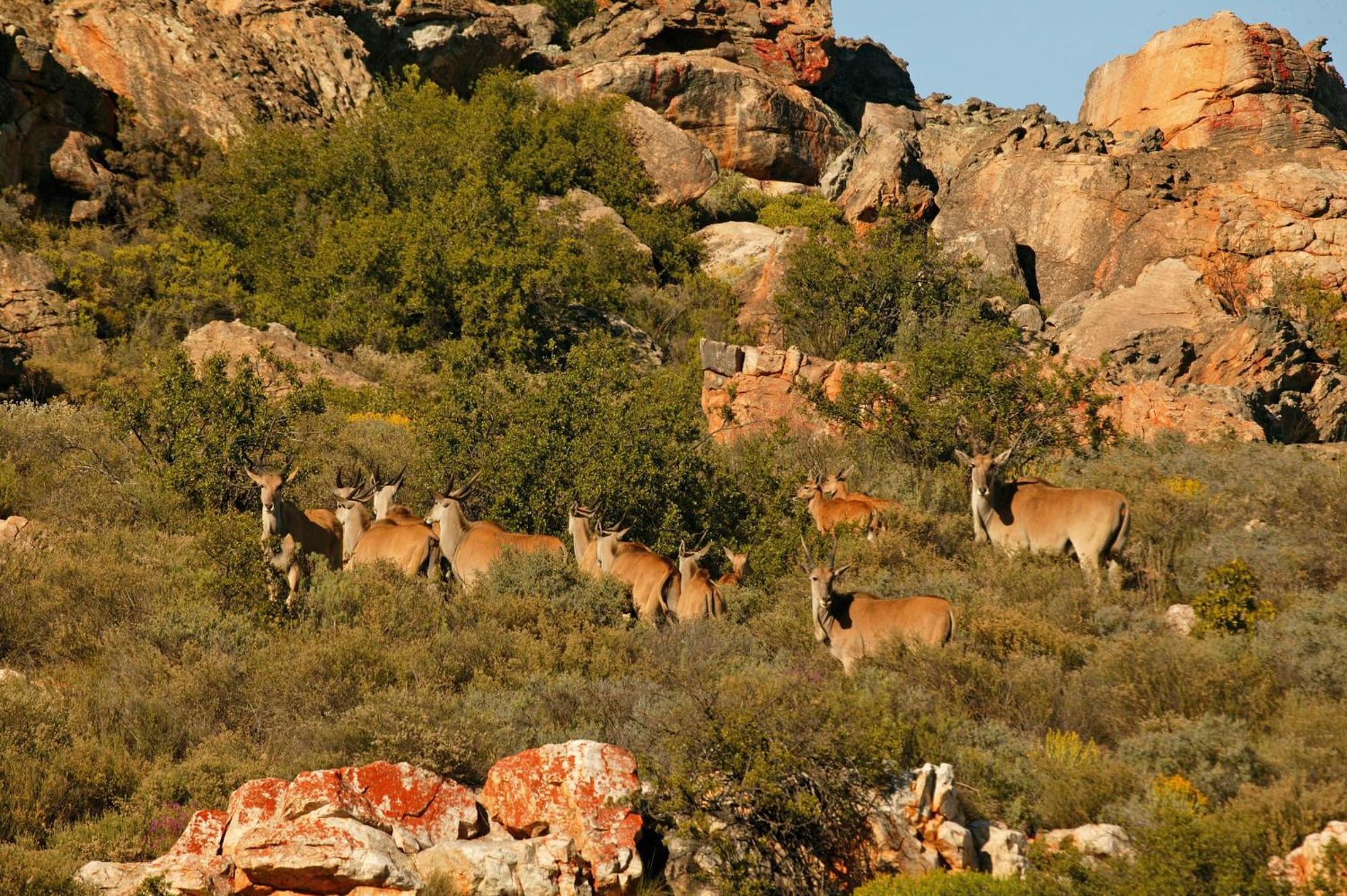 Bushmans Kloof Wilderness Reserve And Wellness Retreat Clanwilliam Exteriör bild