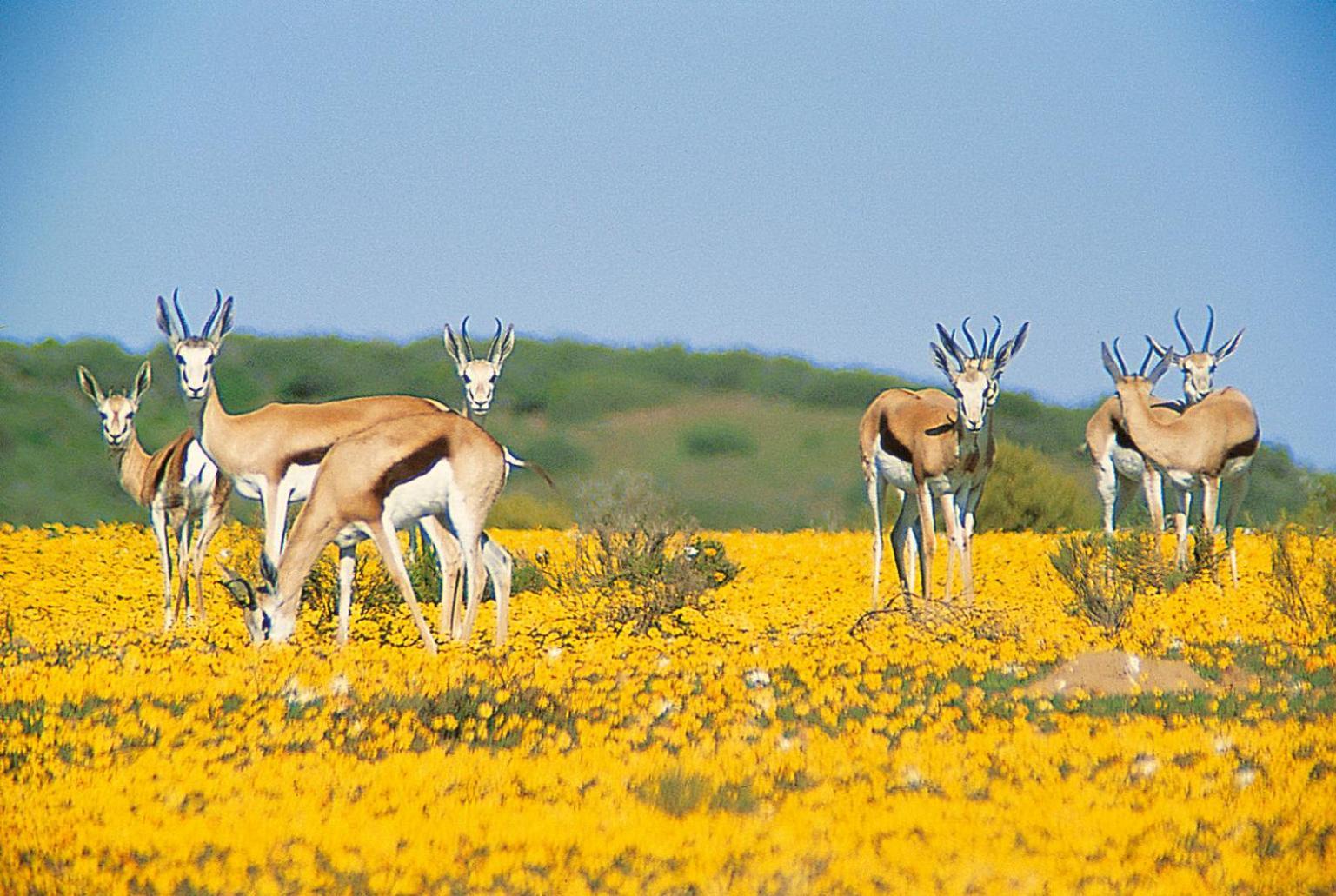Bushmans Kloof Wilderness Reserve And Wellness Retreat Clanwilliam Exteriör bild