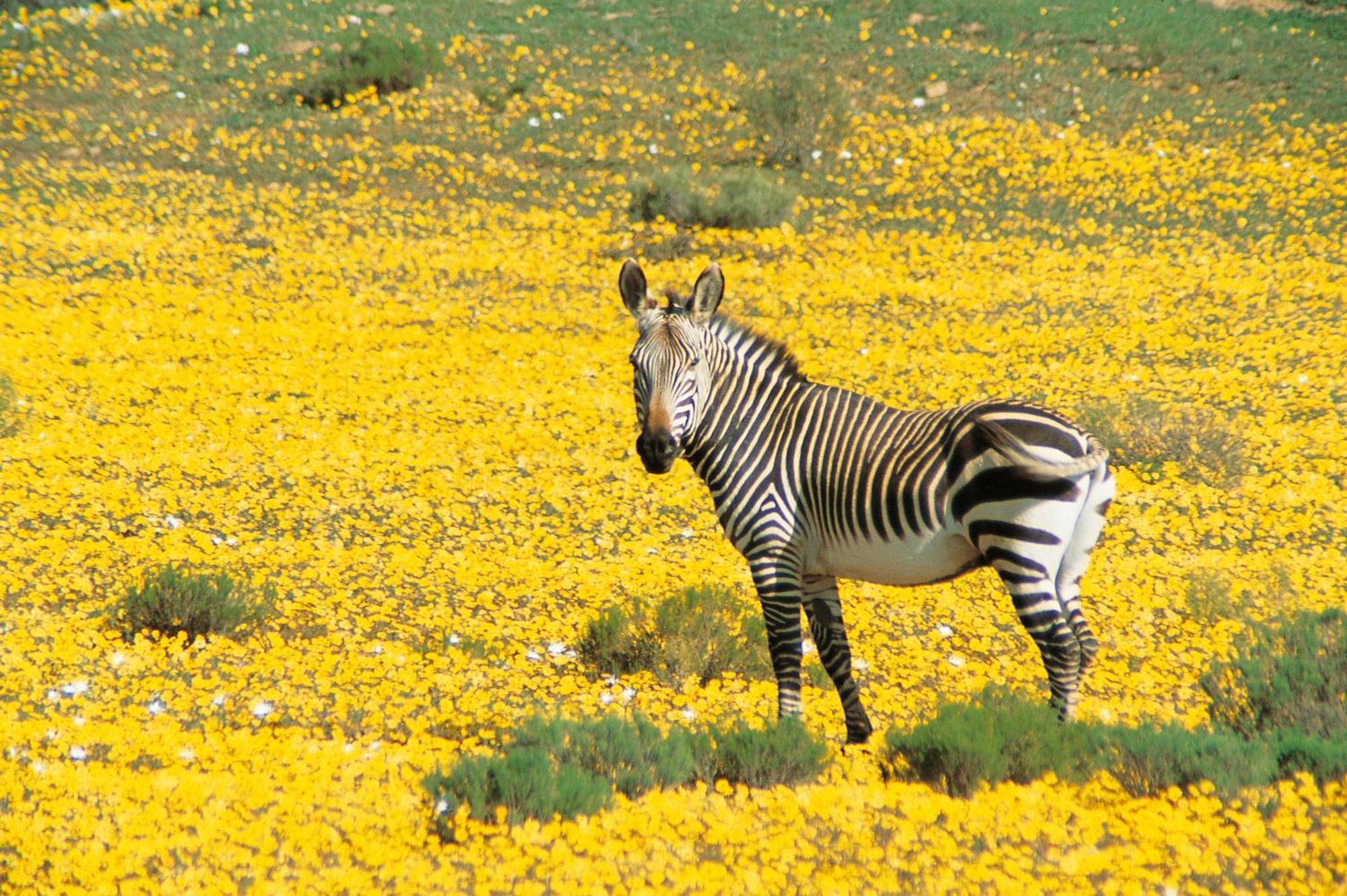 Bushmans Kloof Wilderness Reserve And Wellness Retreat Clanwilliam Exteriör bild